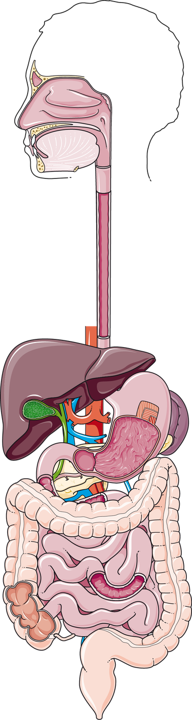 Digestive system anatomy